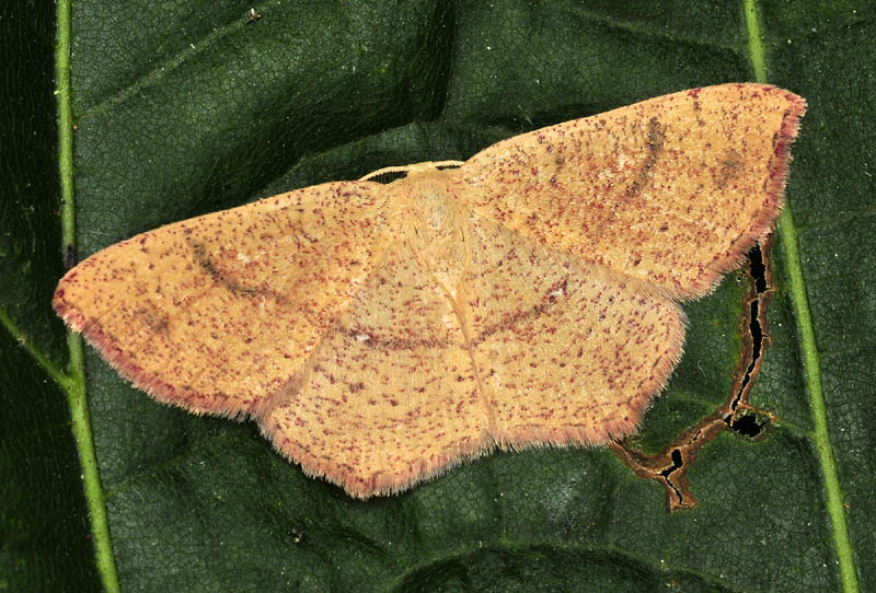 Geometridae - Cyclophora, varie